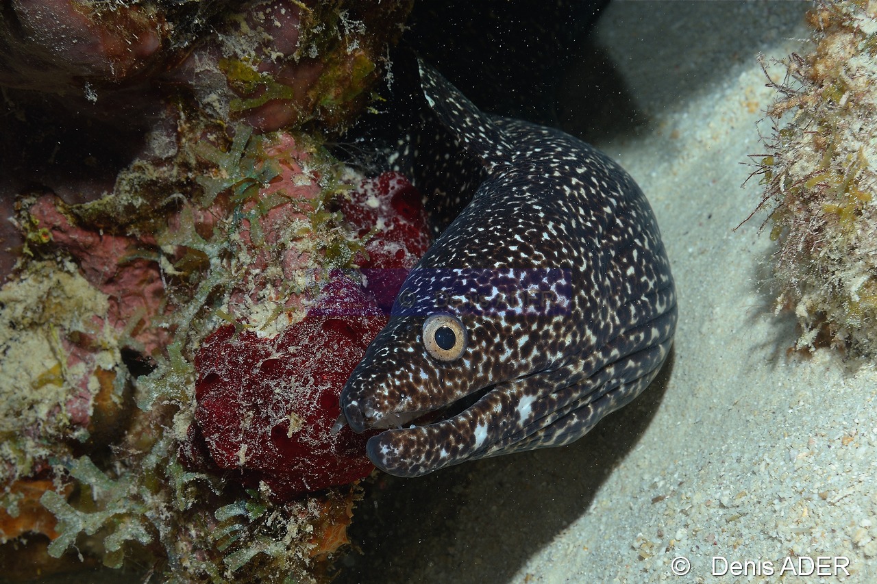 Gymnothorax moringa Murene tachetee noire meringue Bonaire Coco Beach-29m-20180217-Denis-ADER-DSC_6319_tn.jpg